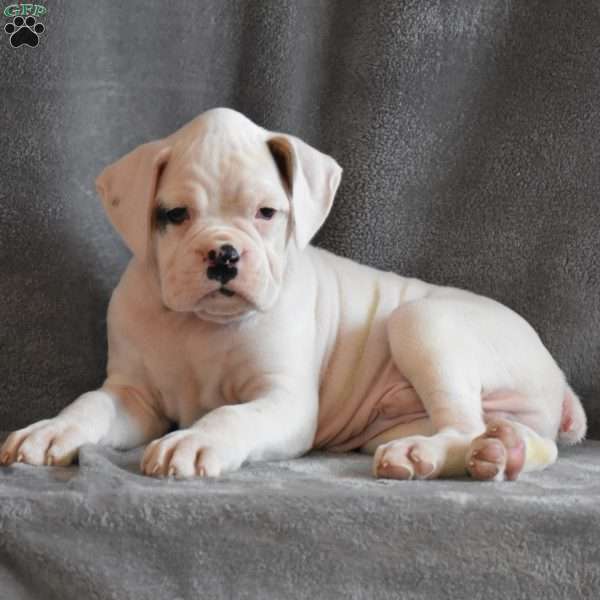 Waylon, Boxer Puppy